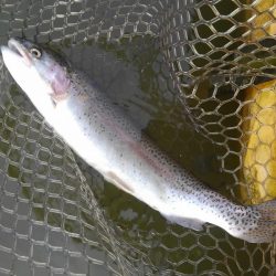 大安トラウトレイク 釣果